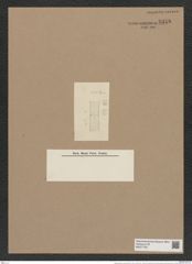 Stephanodiscus carconensis (Eul.) Grun. (de-Toni-Nr.: Genus 189, Species 4691) Zeichnungen Sammlung Grunow Nr. 8348 (NHMW-BOT-W0377755)